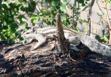 خاش از زیستگاههای مهم سنجاب بلوچی است
