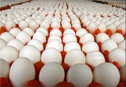 عرضه تخم مرغ در خوزستان به صورت کیلویی شد