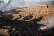 جریمه و حبس برای آتش زدن بقایای برنج در شالیزارها
