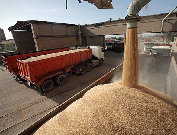 افزون بر 12 هزار تن گندم در شیروان خریداری شد
