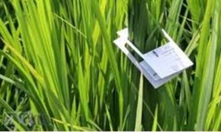 مبارزه بیولوژیک با آفت ساقه خوار برنج در شالیزار های لاهیجان آغاز شد