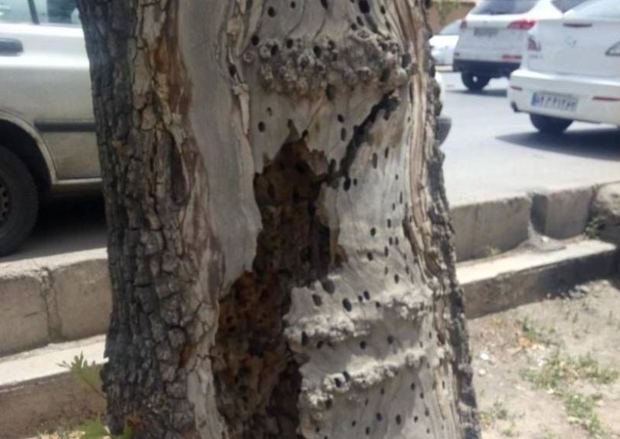 سوسک طوقه خوار علت سقوط درختان خیابان قصردشت اعلام شد