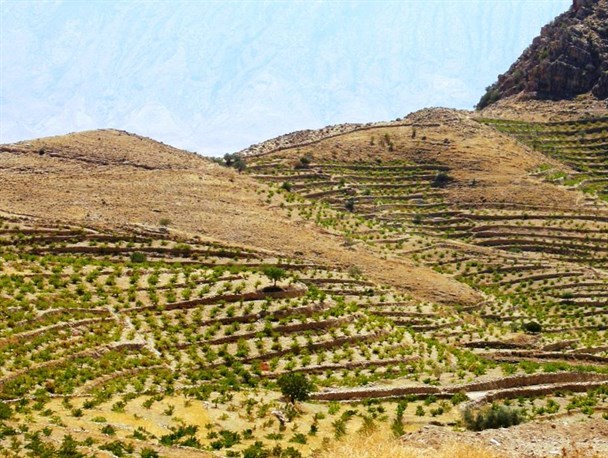 رئیس جهاد کشاورزی فارس: توسعه باغ های دیم در اراضی شیب دار متوقف شود