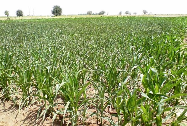 کاهش سطح زیر کشت محصولات تابستانه خوزستان به دلیل محدودیت در توزیع آب
