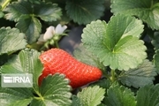 بیش از هزار تن توت فرنگی در قزوین تولید می‌شود