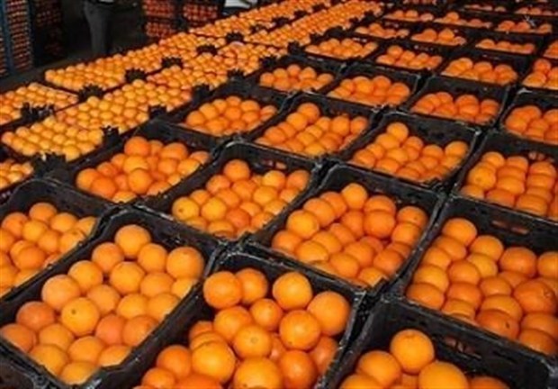 پرتقال، سیب و کیوی در بازار اصفهان گران شد  جمع‌آوری پرتقال‌های رنگ شده از بازار
