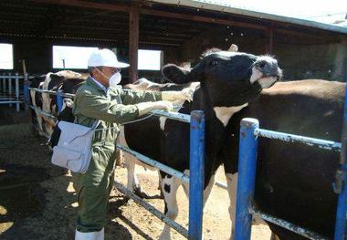 بیش از سه هزار راس دام سنگین در سروآباد مایه کوبی شد