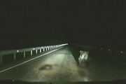 ویدئو/ حمله خرس به راننده در اتوبان!