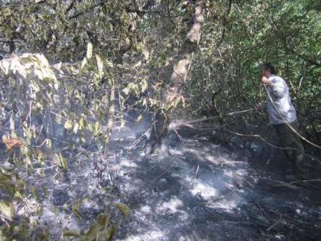 سرایت آتش از اراضی کشاورزی، دلیل عمده حریق های امسال جنگل در گالیکش