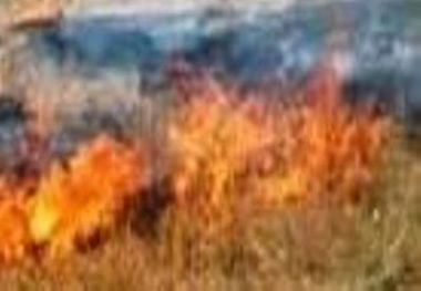 توضیحات یگان حفاظت منابع طبیعی قزوین در خصوص آتش سوزی مراتع طارم