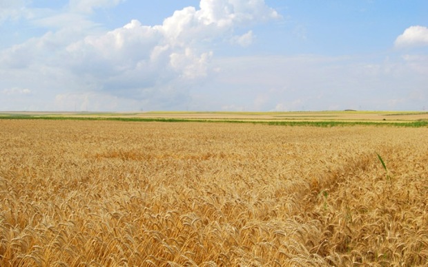مزارع گندم گیلانغرب دچار خسارت صد درصدی شد