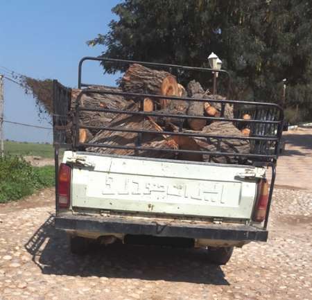 عامل قطع درخت کهنسال در دزفول دستگیر شد