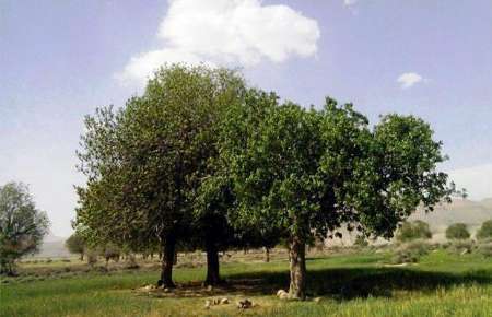 درختان کهنسال فارس در فهرست آثار ملی ثبت شدند