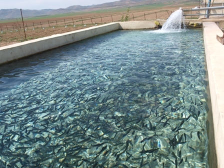 صید بیش از یک هزار تن ماهی گرمابی در استان ایلام