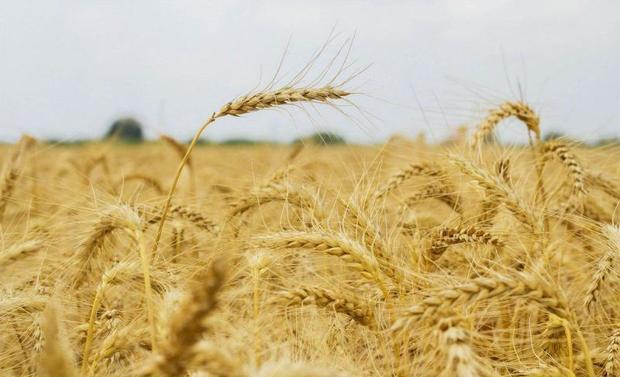 30 هزار تن گندم در تایباد خریداری شد