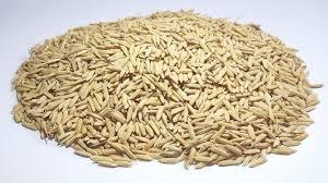 افزایش صد هزار تنی تولید شلتوک برنج در گیلان
