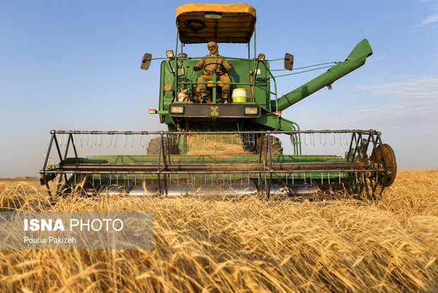 خرید گندم در کردستان به 130 هزار تن رسید