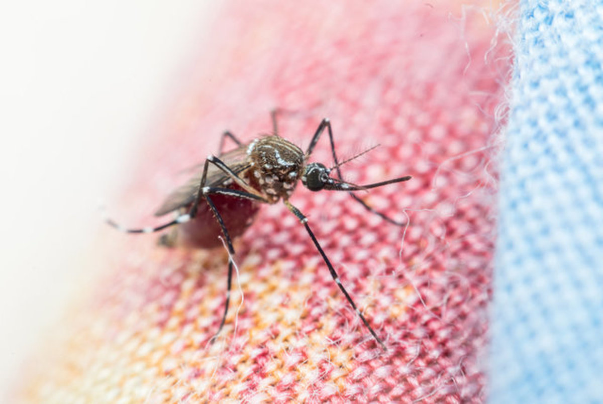 کشف نوعی آنتی بادی مخفی که دشمن مالاریاست
