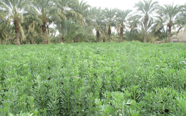 400 هکتار از زمین های کشاورزی نیکشهر به باقلا اختصاص یافت