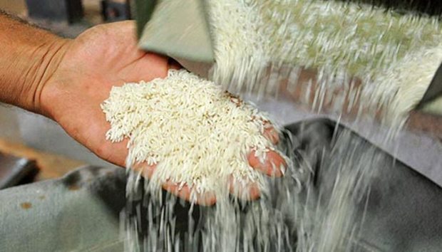 مقاومت برنج نوبرانه مازندران در برابر افزایش قیمت