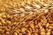 حال خوب تولید گندم در ایران