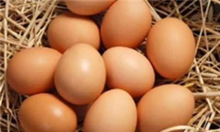 احتمال انتقال آنفلوانزای پرندگان با مصرف تخم مرغ محلی