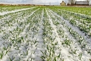 50 میلیارد ریال خسارت سرما به بخش کشاورزی جوین