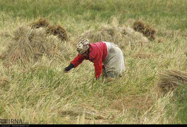 افزایش 20 درصدی تولید برنج در شهرستان سیاهکل