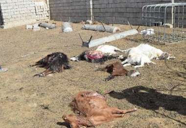 حمله گرگها به گوسفندان در خواف