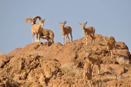 رد پای خشکسالی، همچنان در پارک ملی سیاهکوه یزد باقی است