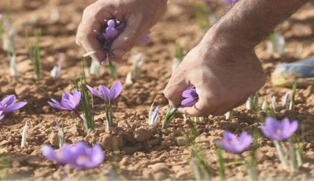 کشاورزان کرمانشاهی با زعفران کاری آشنا می‌شوند