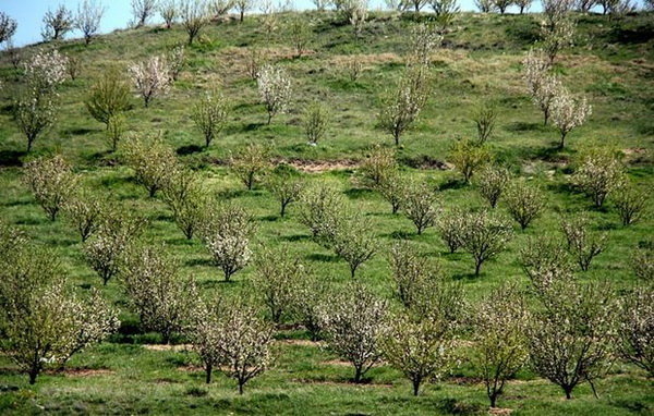استاندار گلستان: ظرفیت درختکاری برای همه دستگاه ها وجود دارد