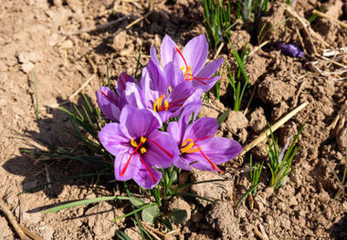 کدام کشورها از ایران زعفران می خرند؟