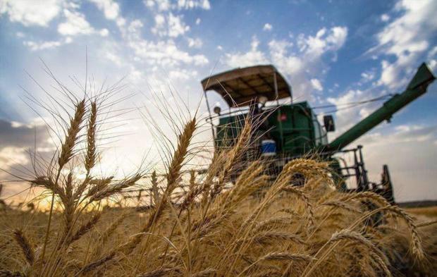 250 هزار تن گندم در بیله سوار مغان برداشت می شود