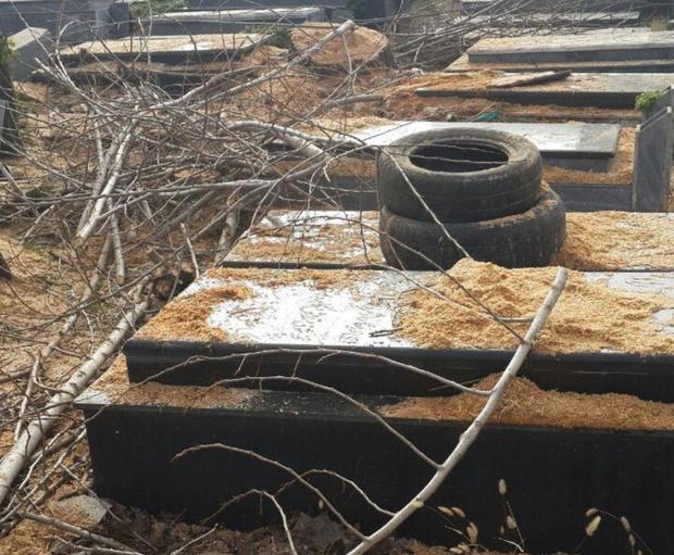 درختان کهنسال برای جلوگیری از سقوط و خسارت احتمالی قطع شدند