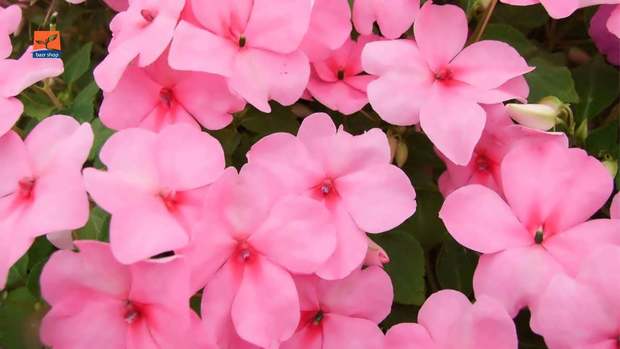 این گیاه عفونت معده را از بین می برد