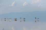 فلامینگوها به دریاچه ارومیه بازگشتند+ عکس