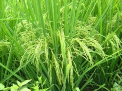آغاز به بارنشینی خوشه های سبز برنج در گیلان