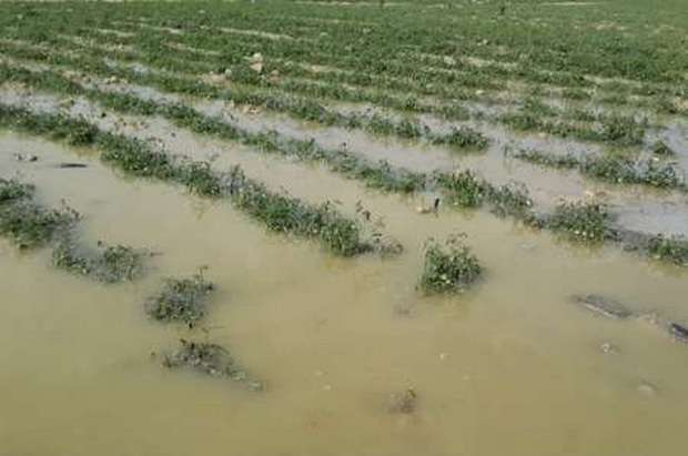15 هکتار از اراضی کشاورزی جنوب تهران زیر آب رفت