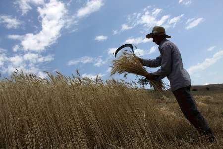 420 تن گندم مازاد بر مصرف کشاورزان سیستان و بلوچستان خریداری شد