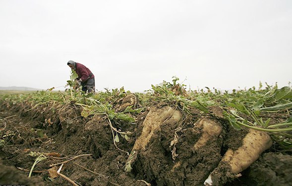 مدیر جهاد کشاورزی: تاکنون 40 هزار تن چغندر در اشنویه برداشت شده است