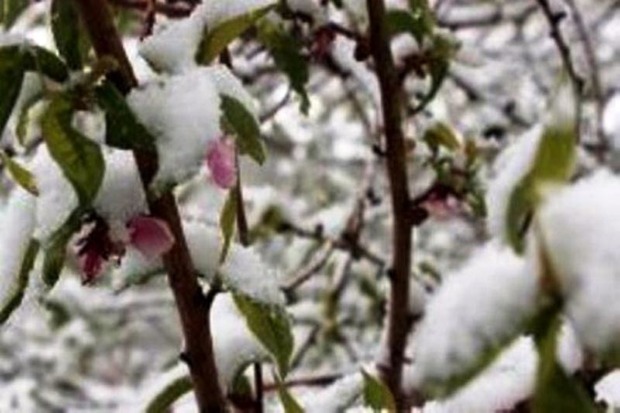سرما به 77 درصد محصول باغات قزوین خسارت زد