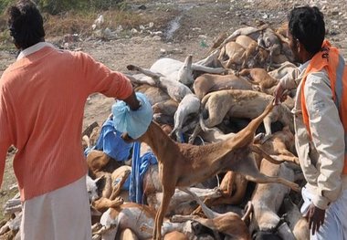اعتراض حامیان حقوق حیوانات به کشتار 50 قلاده سگ در اهواز