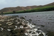 علت تلفات ماهی‌های رودخانه ارس عاملی غیر عفونی است
