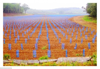 برگزیده های مسابقه سالانه عکس زمین+ تصاویر
