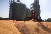 گندم و کلزای کشاورزان دزفول توسط 6 مرکز خرید تضمینی می شود