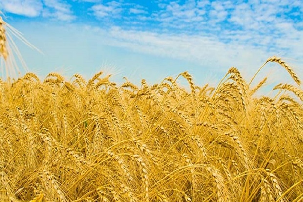 تولید محصولات کشاورزی استان اردبیل افزایش یافت