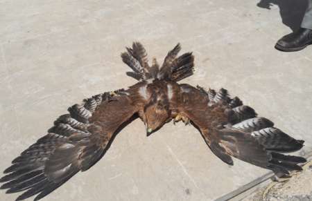 یک بهله عقاب زخمی در پلدختر زنده گیری شد
