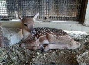 ‍تولد ۳ بچه گوزن کمیاب زرد ایرانی در پارک وحش اراک