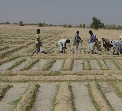 آغاز کشت محصولات نشایی در هشت هزار هکتار از زمین های سیستان و بلوچستان